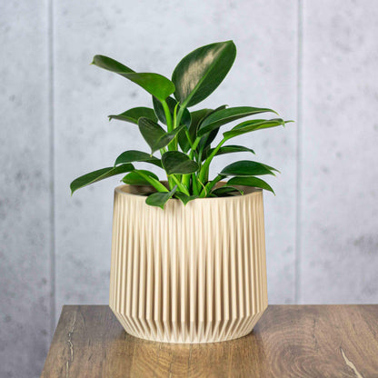 Modern Plant Pot with Drainage